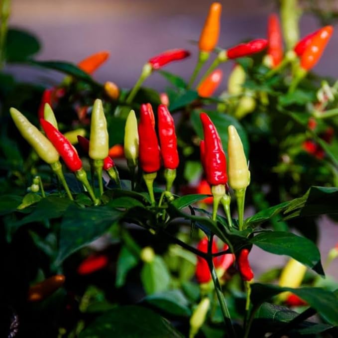 Red White Pepper