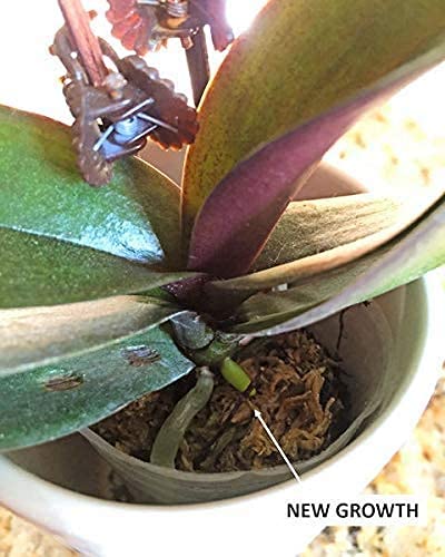 Orchid + Air Plant + Bromeliad Fertilizer
