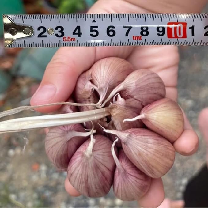 Large Garlic
