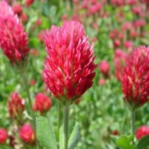 Crimson Clover - 8 Oz.