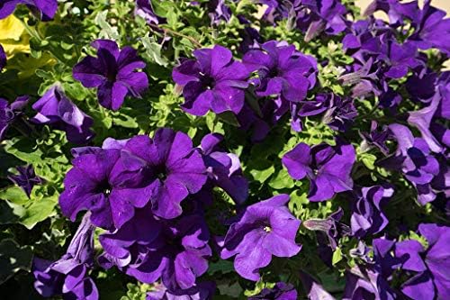 Dark violet