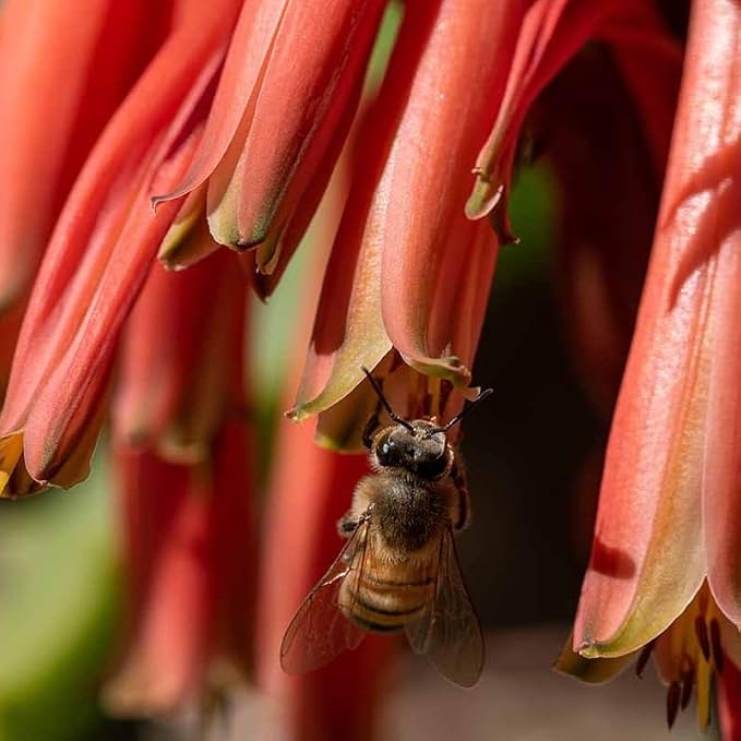 aloe-coral
