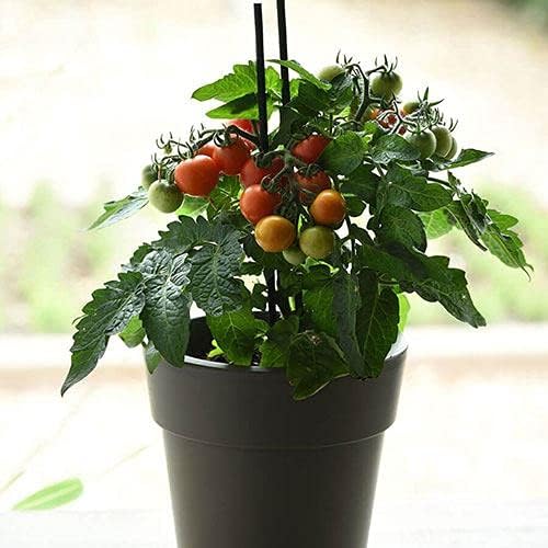 Red Velvet Cherry