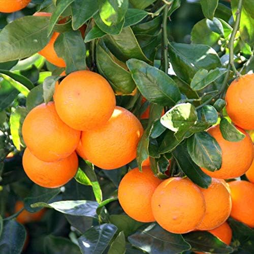 TANGERINE TREE