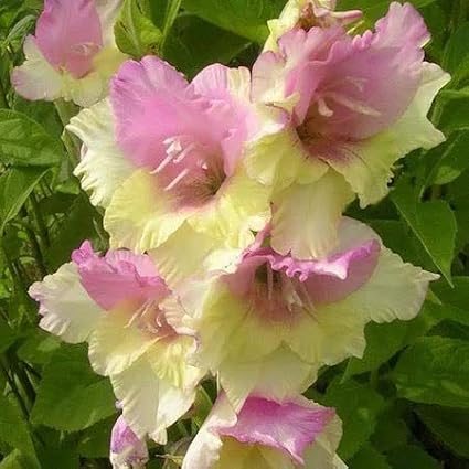 Yellow light pink