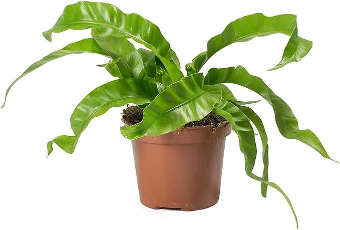 Hurricane Plant Soil Mix