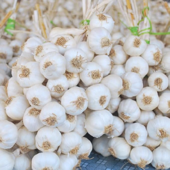 White Garlic