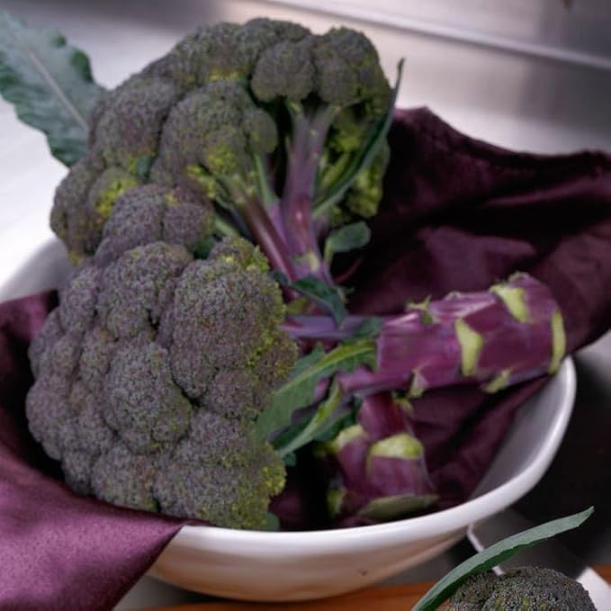 Purple Magic Hybrid