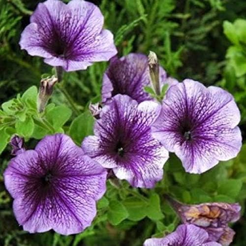 White violet