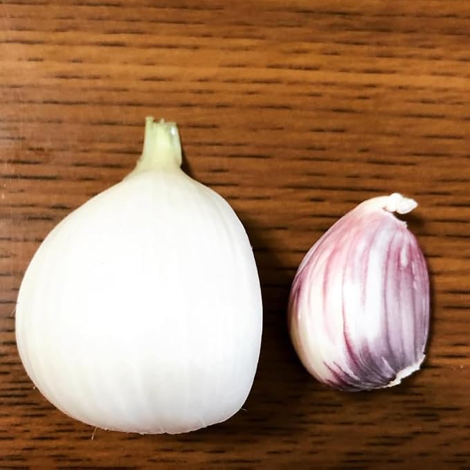 Music Garlic