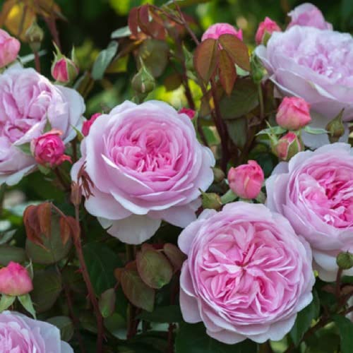 __DEFAULT__