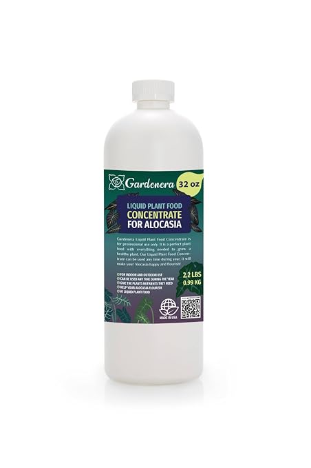 ALOCASIA