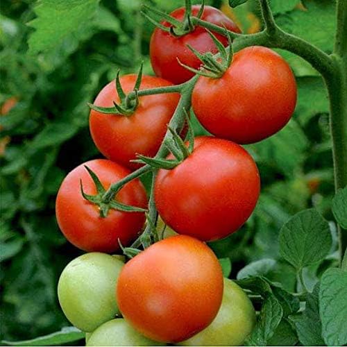Red green 1