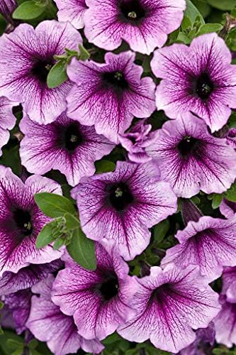 Purple pink
