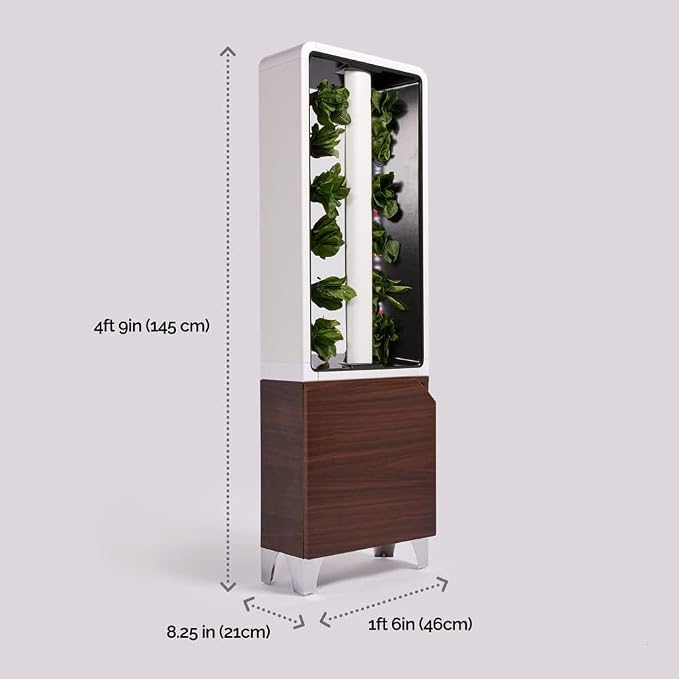 Walnut