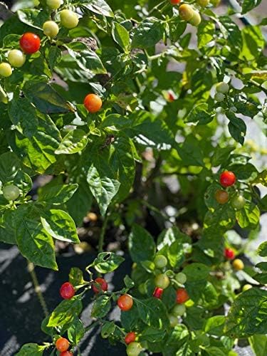 __DEFAULT__