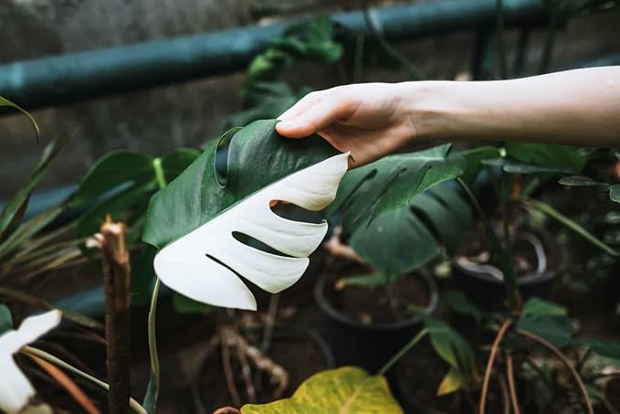 Monstera Borsigiana Soil Mix