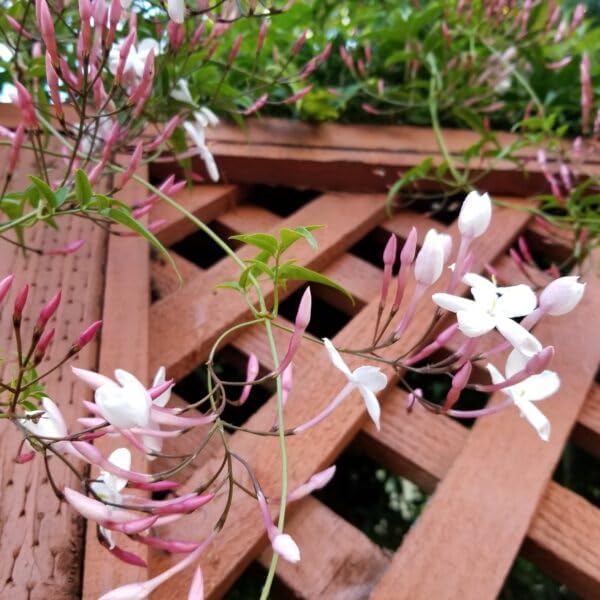 pink-jasmine
