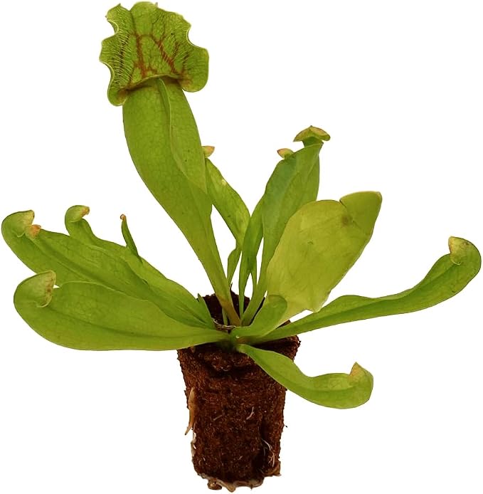Purple Pitcher Plant