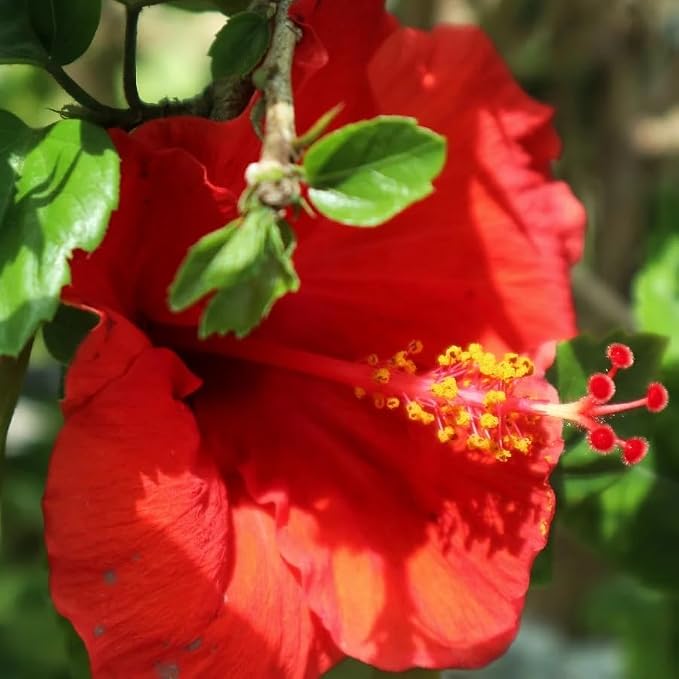 hibiscus-red