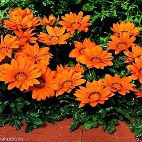 Dark orange