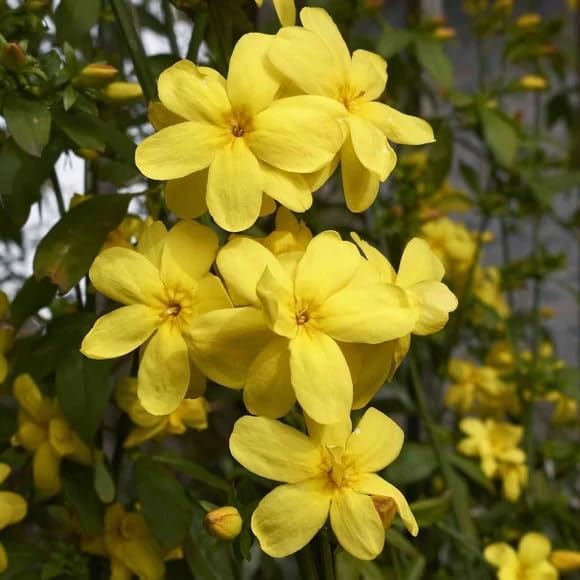 primrose-jasmine