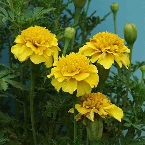 Marigold Petite Yellow Seed Multipack- 12 Pack