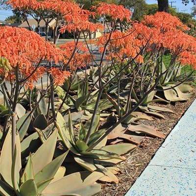 aloe-coral