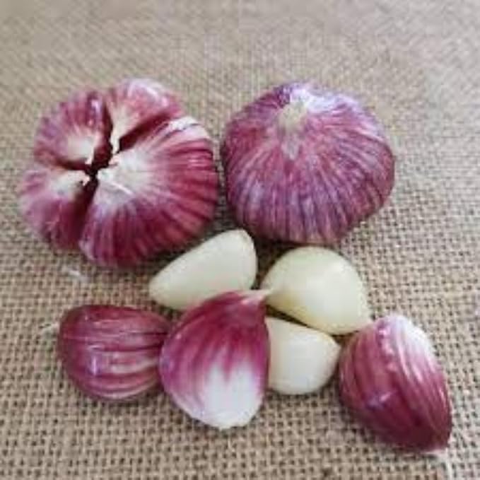 Hardneck, 5 Bulbs Chesnok Red Garlic