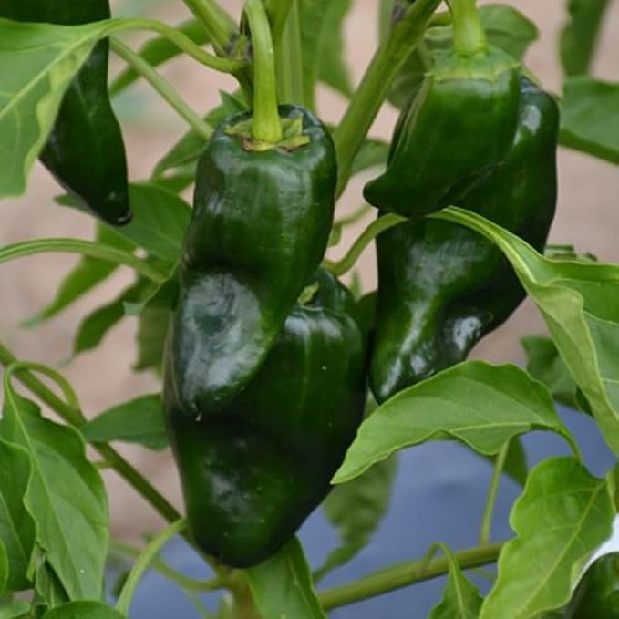 Green Pepper