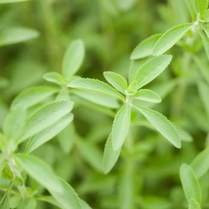 stevia