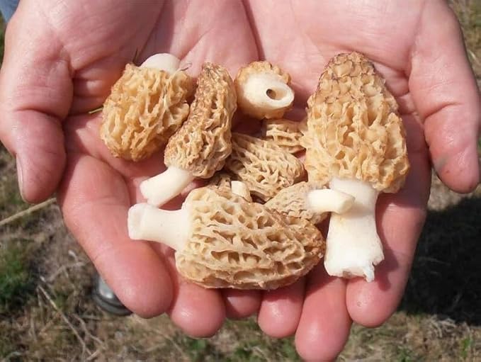 __DEFAULT__