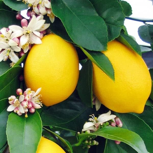 LEMON TREE
