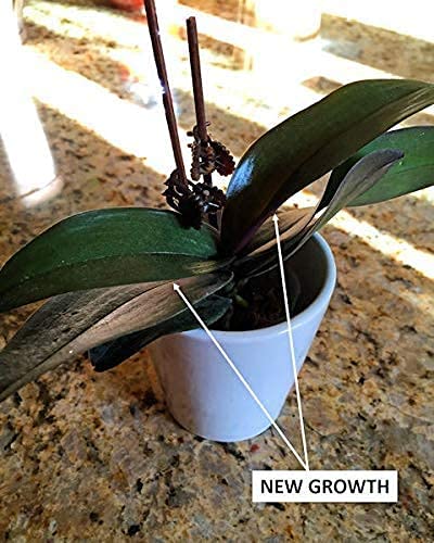 Orchid + Air Plant + Bromeliad Fertilizer