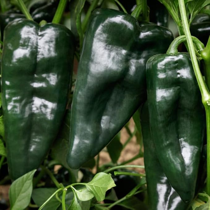 Green Pepper