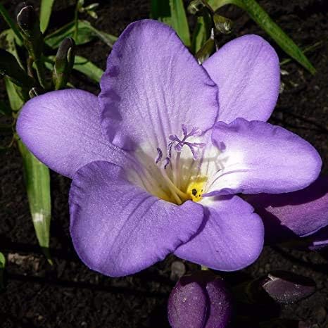 Light violet