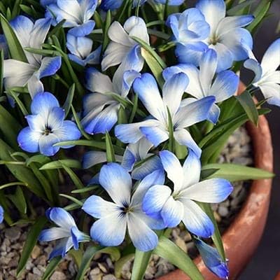 White skyblue