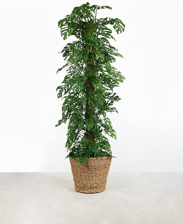 Monstera Adansonii Potting Mix