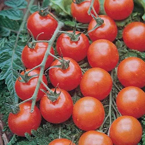 Tomato Supersweet 100 Hybrid Seed Bundle - 8 Pack