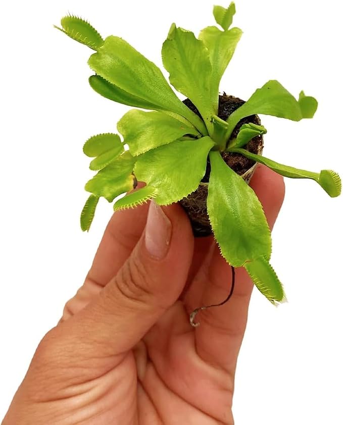 Purple Pitcher Plant & Venus Fly Trap