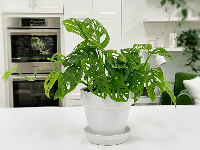 Swiss Cheese Plant Potting Mix