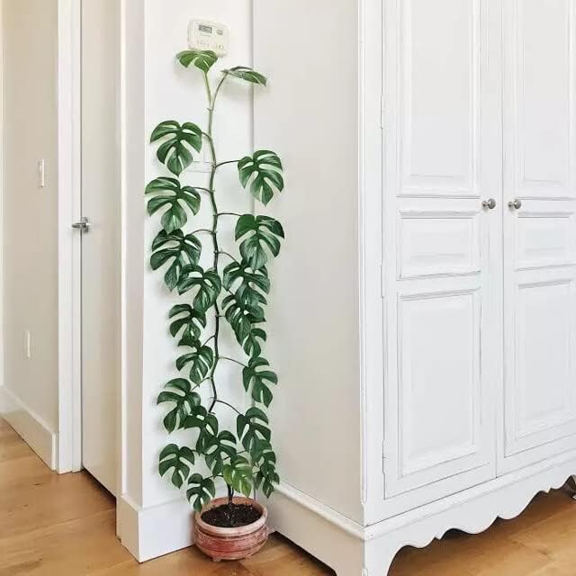 Mini Monstera Soil Mix