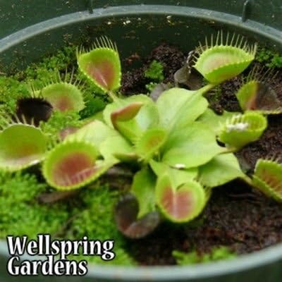 Cupped Venus Fly Trap