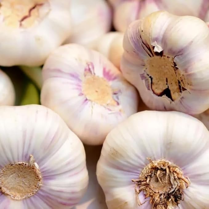 Music Garlic