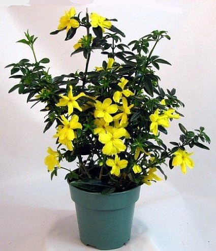 primrose-jasmine