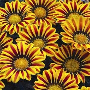 Yellow maroon