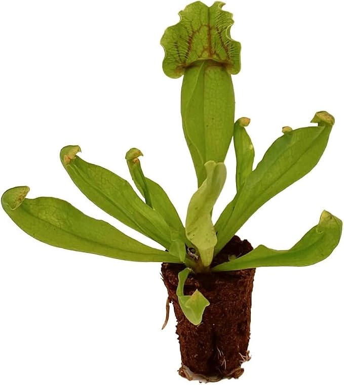 Purple Pitcher Plant & Venus Fly Trap