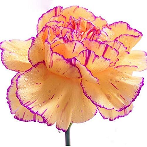 Light orange violet