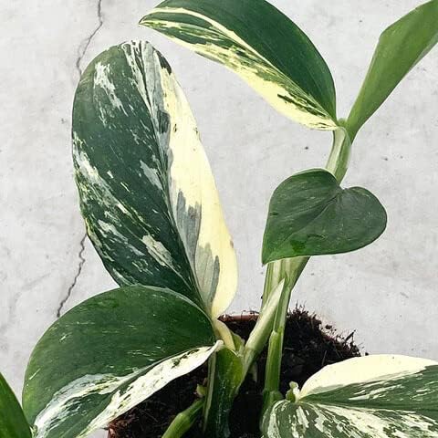 Monstera Standleayana Soil Mix