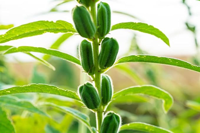 200 Seeds